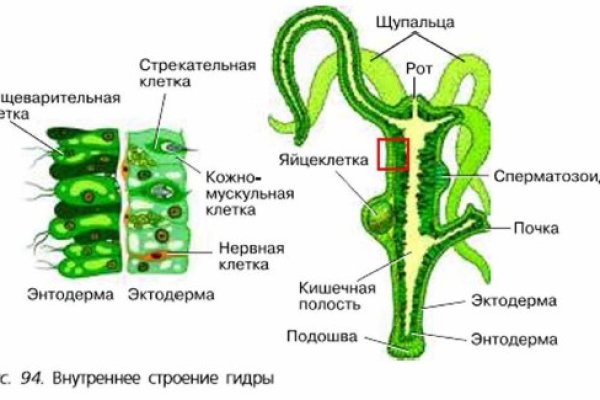 Какой нужен тор чтоб зайти в кракен